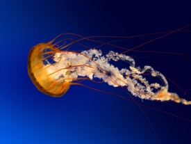 Jellyfish (Small)