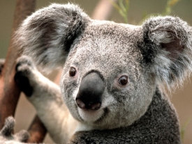 Koala (Small)